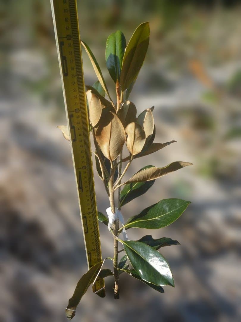 タイサンボク リトルジェム 常緑樹 苗木 約50cm