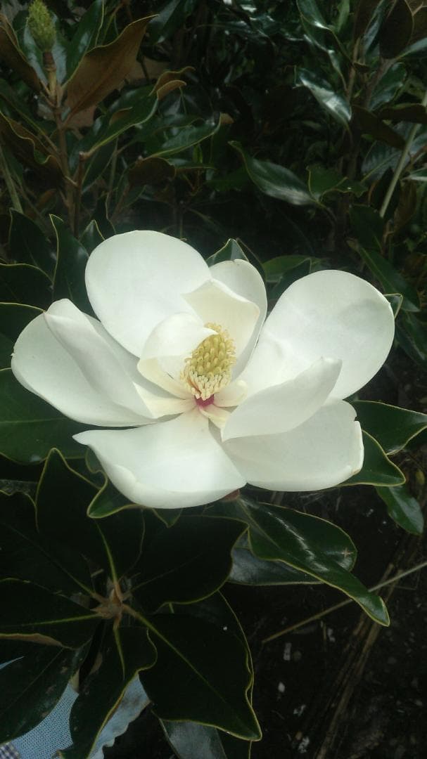 タイサンボク リトルジェム 常緑樹 苗木 約50cm