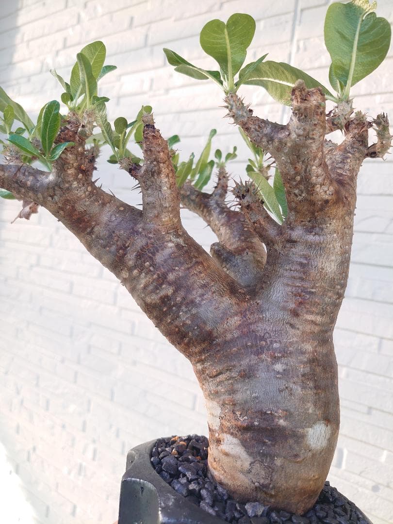 パキポディウム イノピナツム