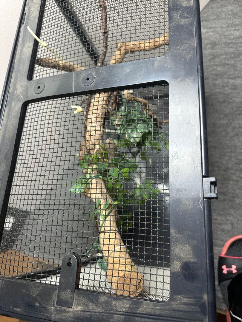 引き取り限定 爬虫類ケージセット とケージ2個