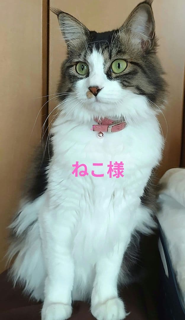 (*ΦωΦ*)ご確認用です