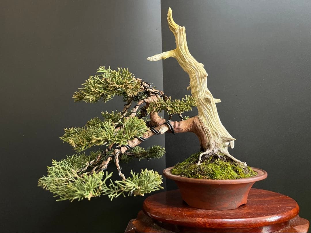 ト*ロ様 オークション出品　真柏盆栽　糸魚川真柏　(検索用　五葉松、黒松、紅葉、