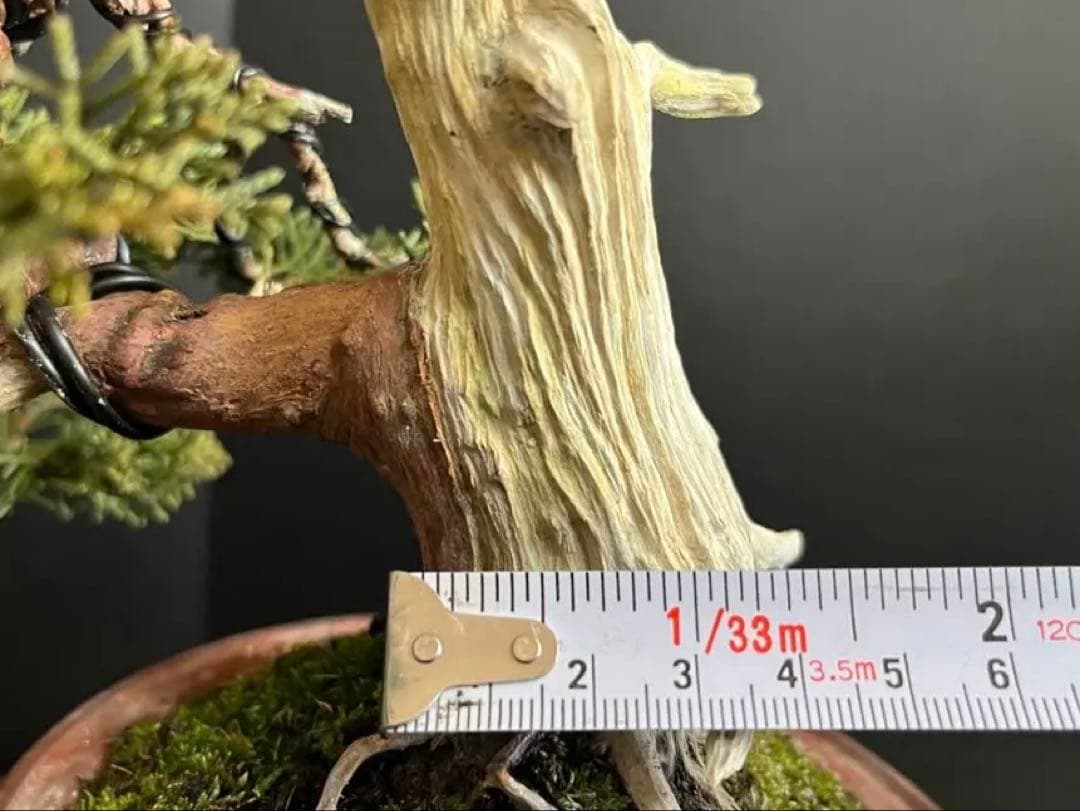 ト*ロ様 オークション出品　真柏盆栽　糸魚川真柏　(検索用　五葉松、黒松、紅葉、