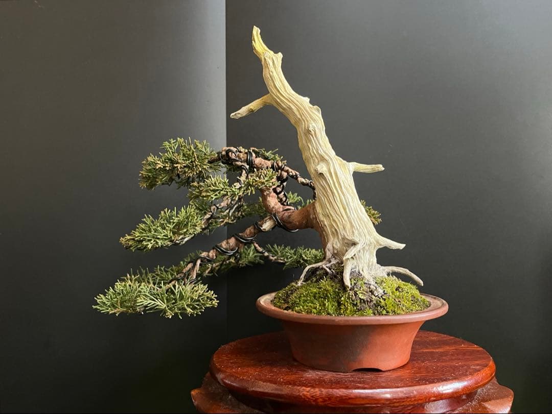 ト*ロ様 オークション出品　真柏盆栽　糸魚川真柏　(検索用　五葉松、黒松、紅葉、