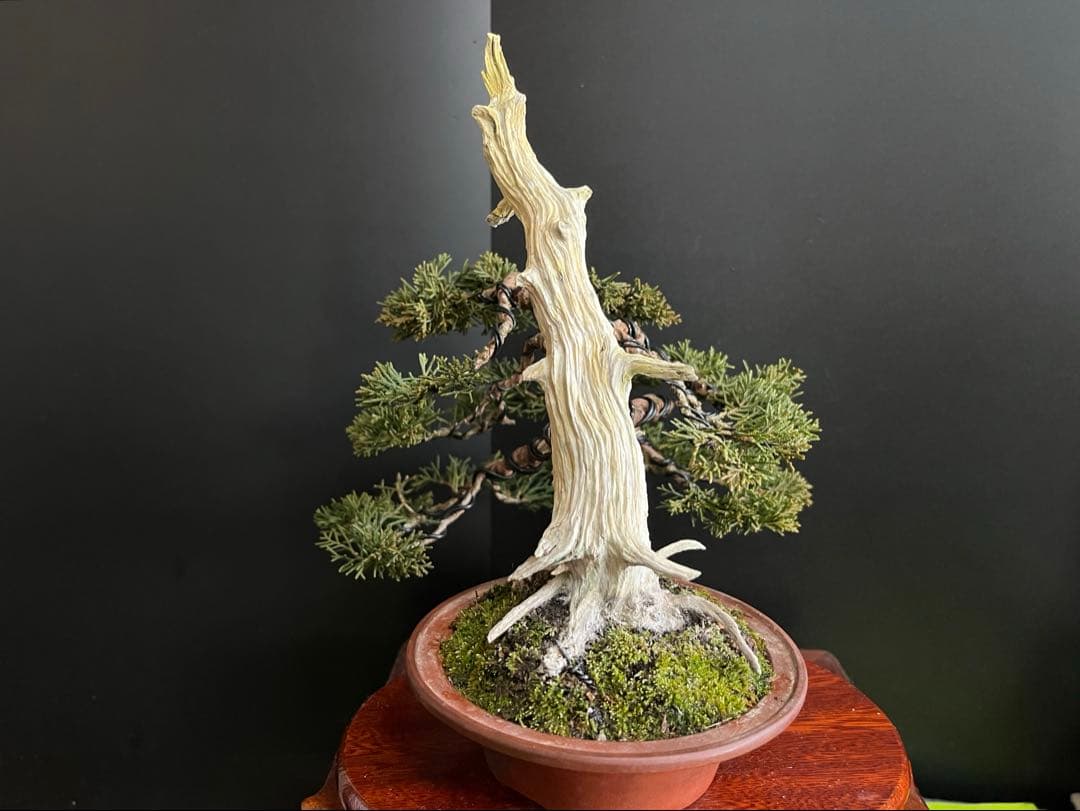 ト*ロ様 オークション出品　真柏盆栽　糸魚川真柏　(検索用　五葉松、黒松、紅葉、