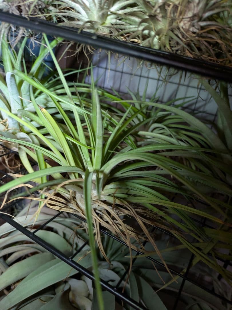 塚*龍様 ティランジア　エアプランツ　【100個〜まとめ売り】