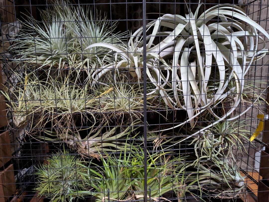 塚*龍様 ティランジア　エアプランツ　【100個〜まとめ売り】