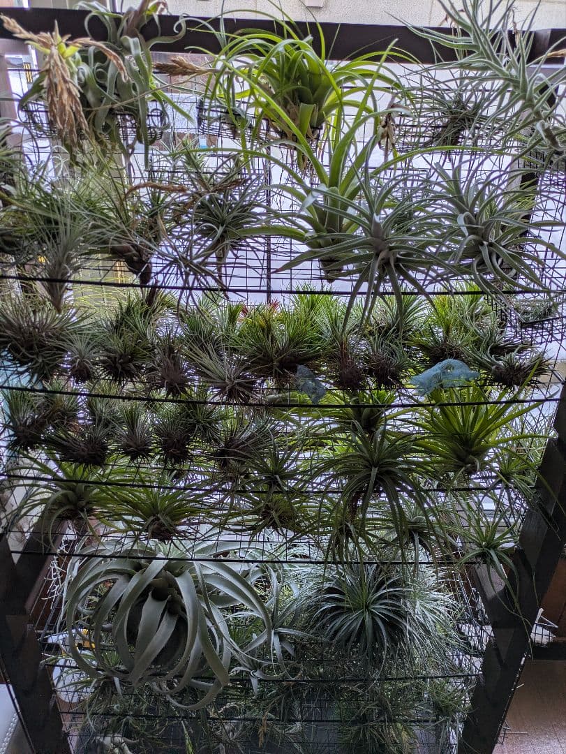 塚*龍様 ティランジア　エアプランツ　【100個〜まとめ売り】