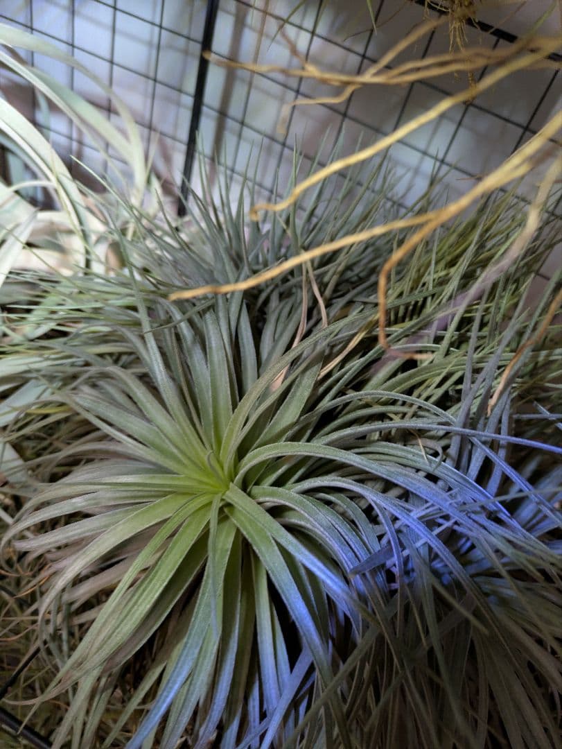 塚*龍様 ティランジア　エアプランツ　【100個〜まとめ売り】