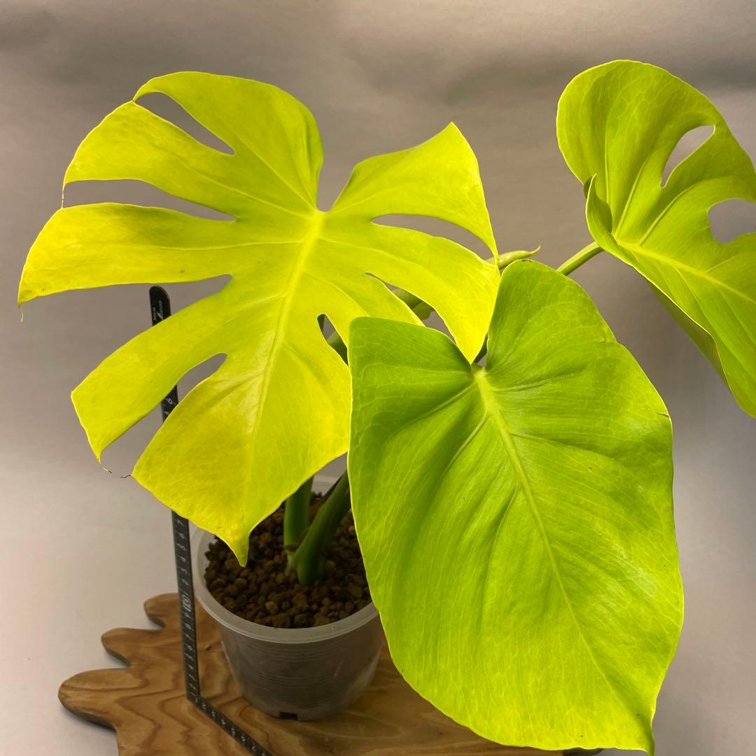三*ん様 L029 モンステラ　デリシオーサ　黄金葉　ゴールドリーフ　フルムーン
