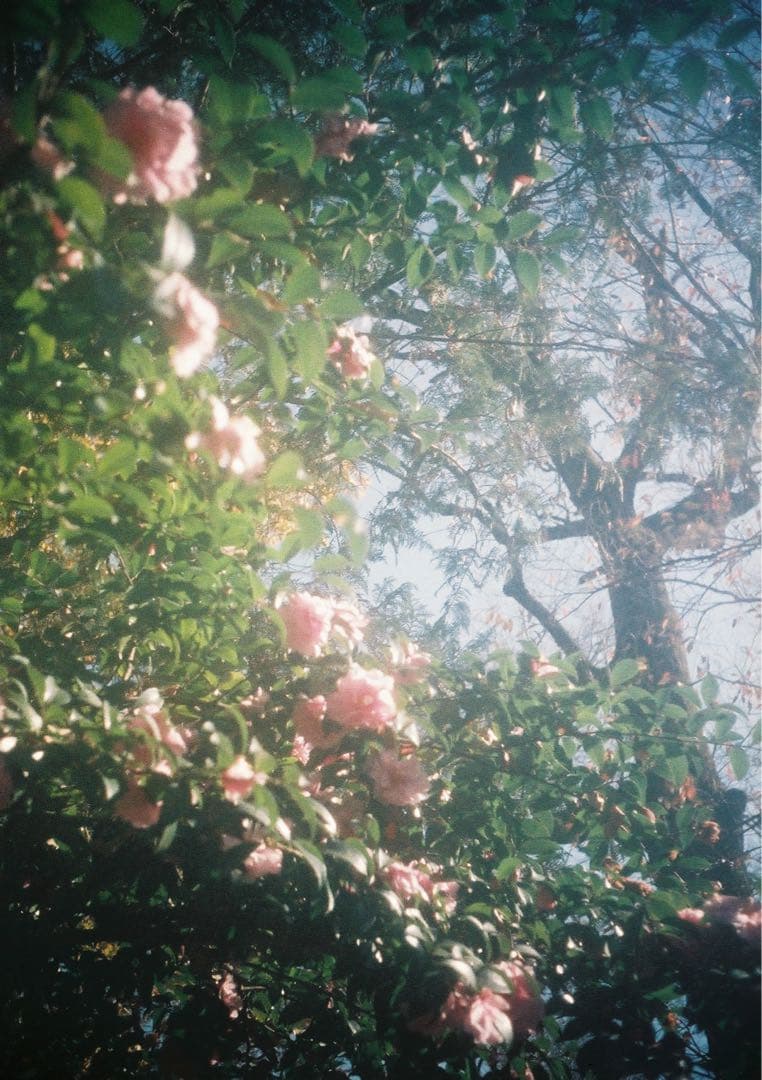 【訳あり＊動作確認・清掃済み＊試写あり】リコーオートハーフS