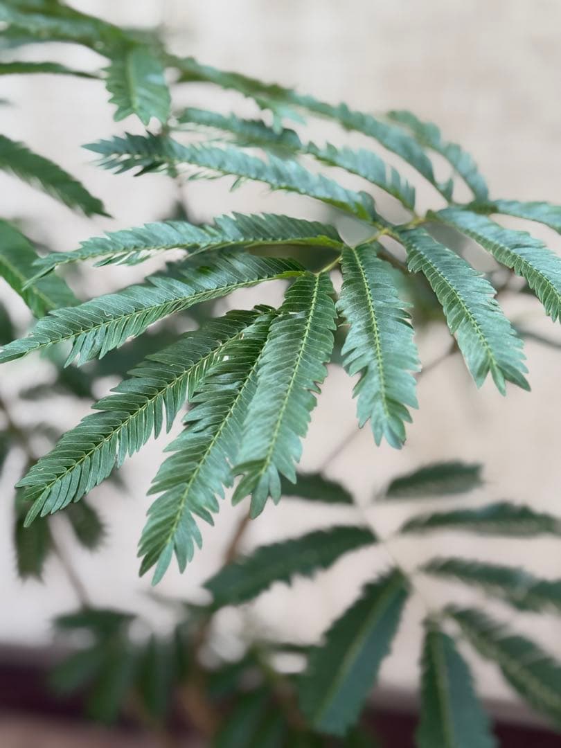 エバーフレッシュ♪ 112cm ホワイト陶器♪