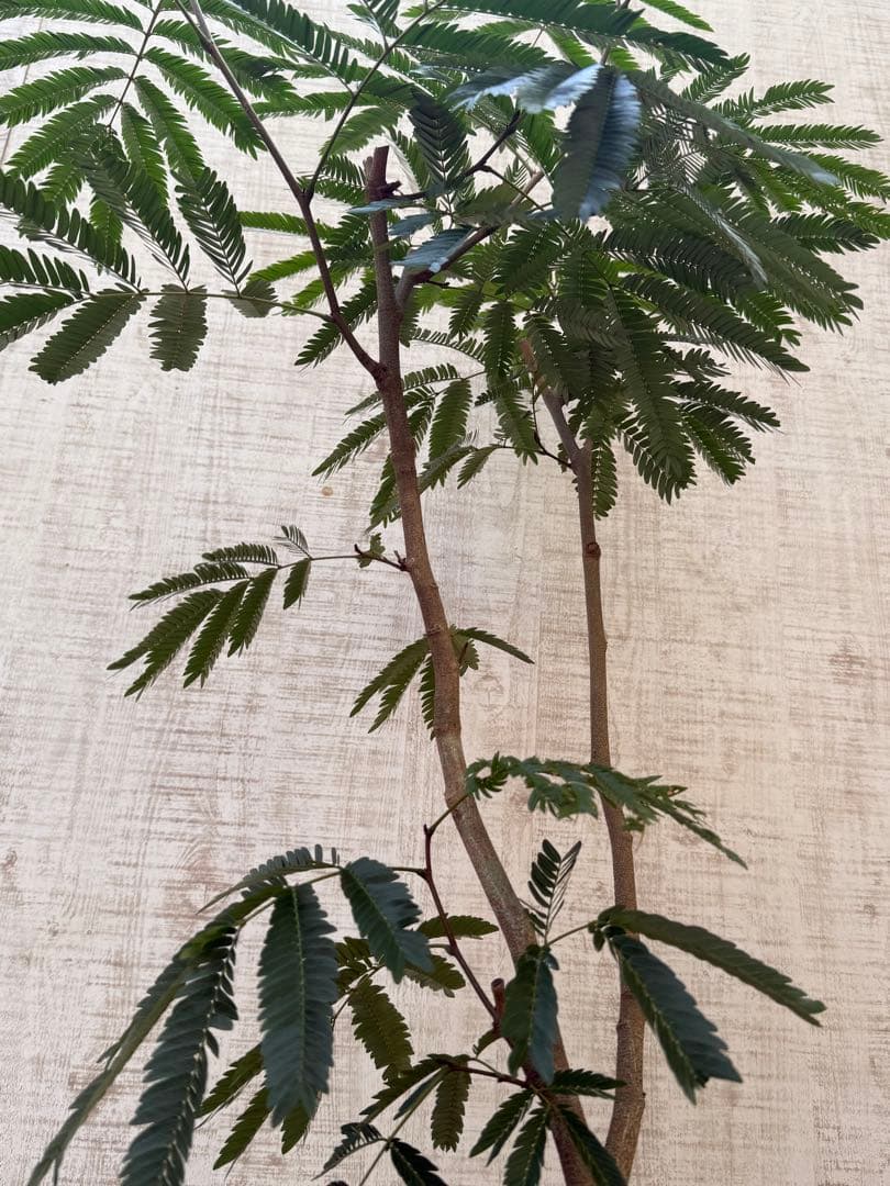 エバーフレッシュ♪ 112cm ホワイト陶器♪