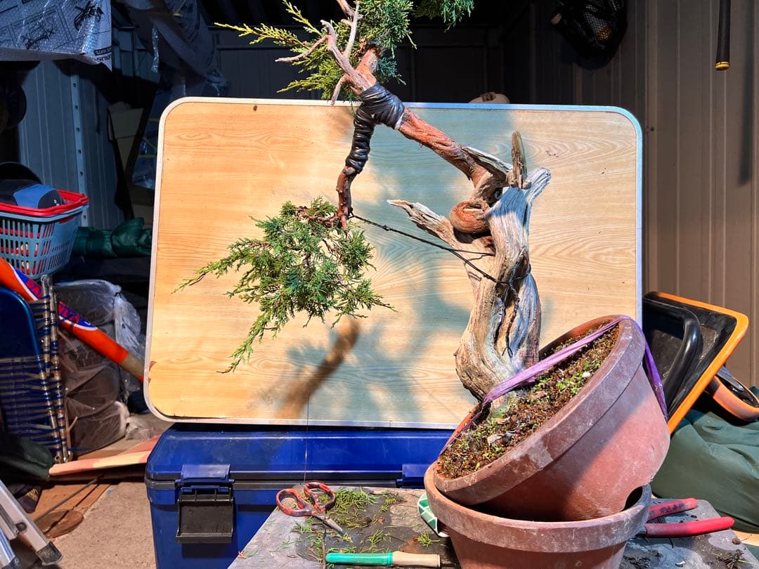 真柏　山採り？　ジンシャリ