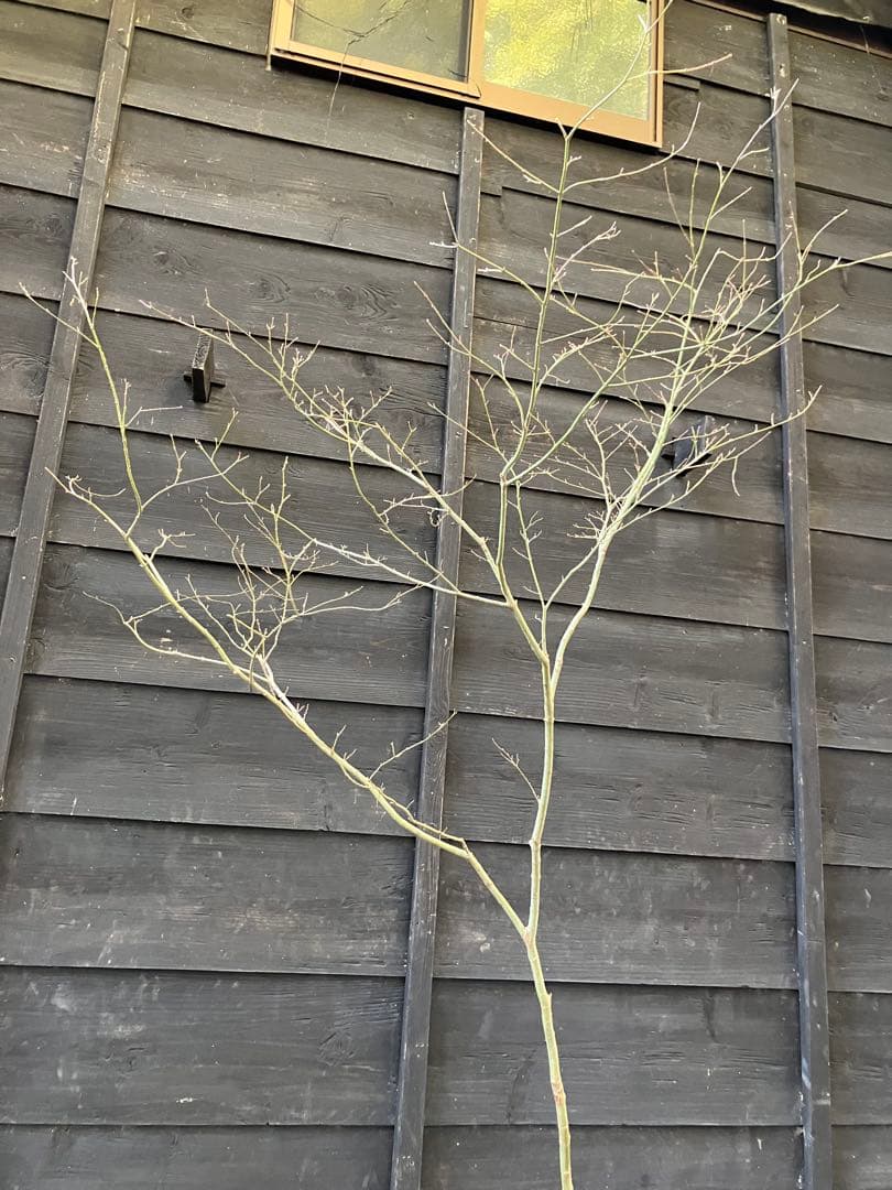 20 山採りイロハモミジ