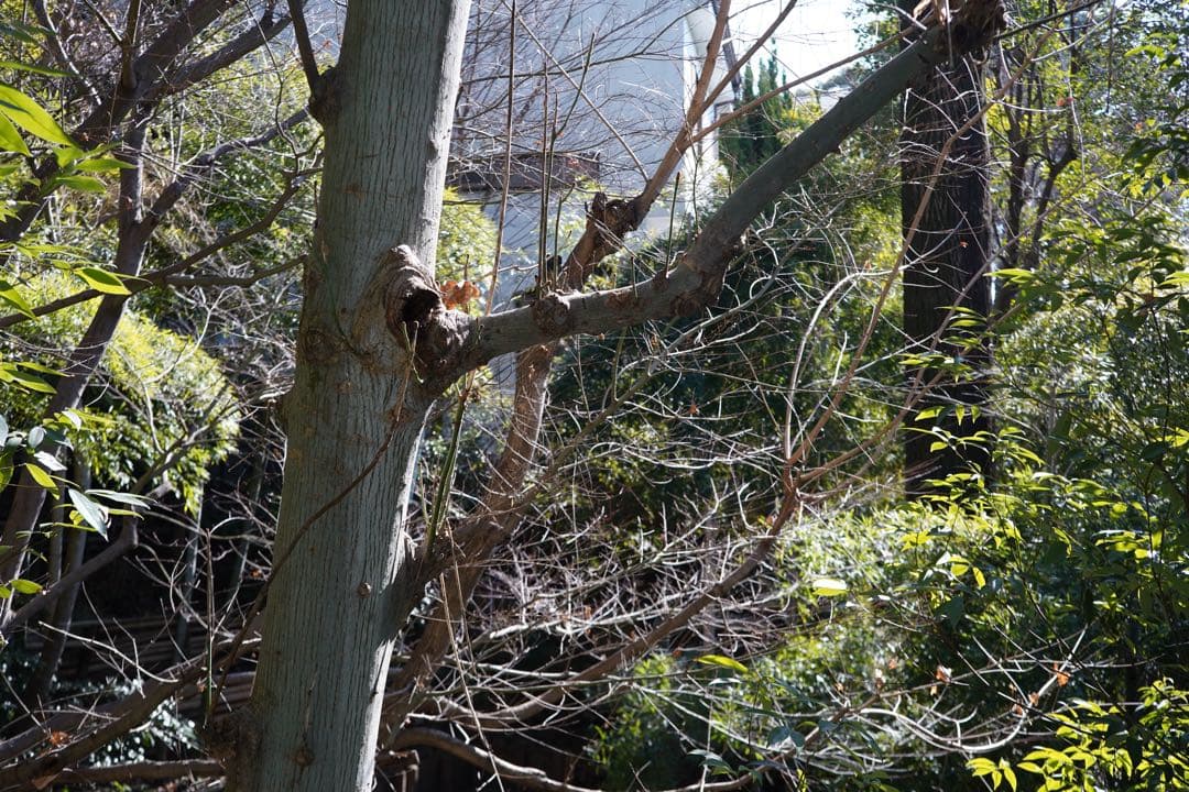 ［難あり］ライカ Leica Summicron 50mm 3rd ズミクロン