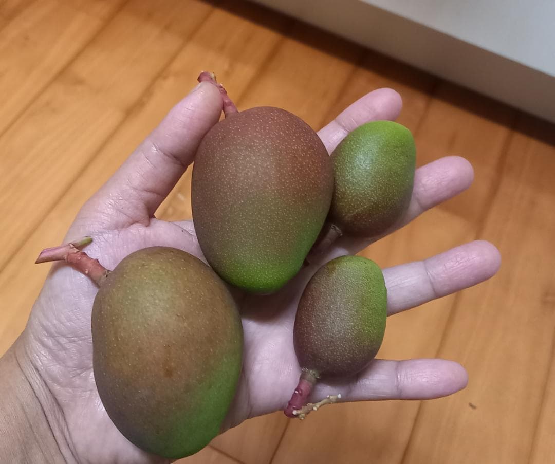 マンゴー+摘果 / 21 kg including box