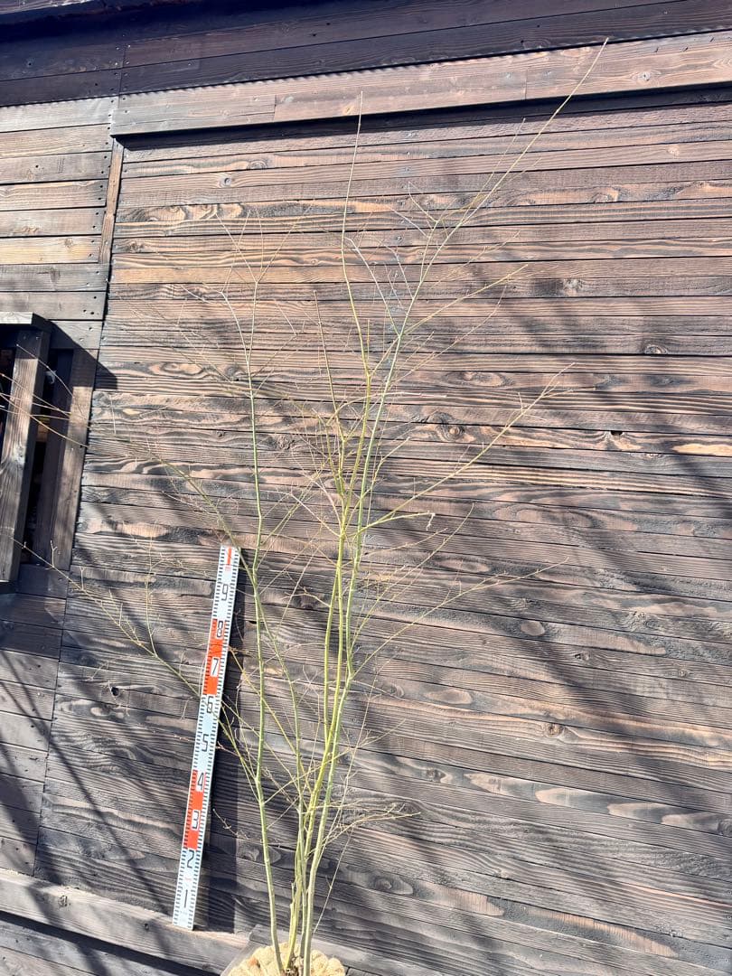 ヤマモミジ/山採り天然木【現品発送】管理70961