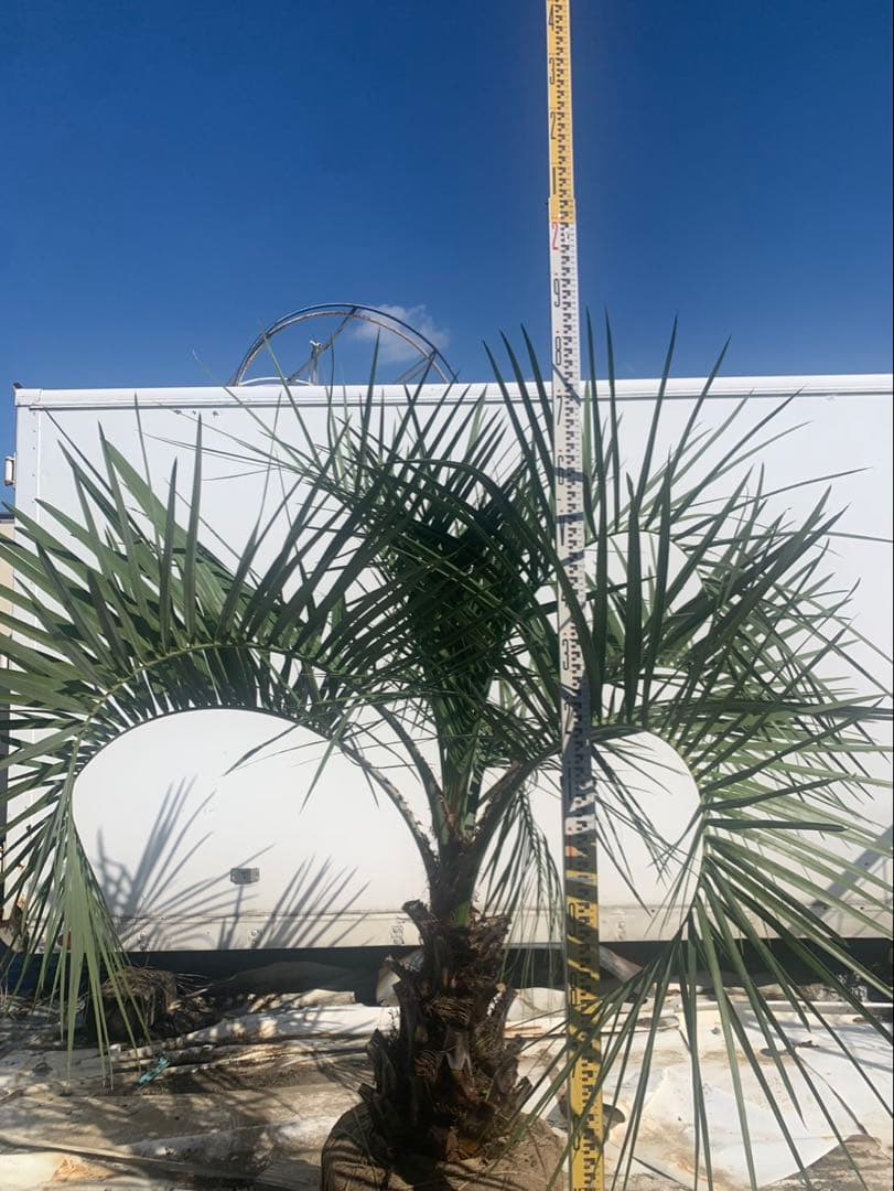 ココスヤシ　　　黒紐　　　引取限定