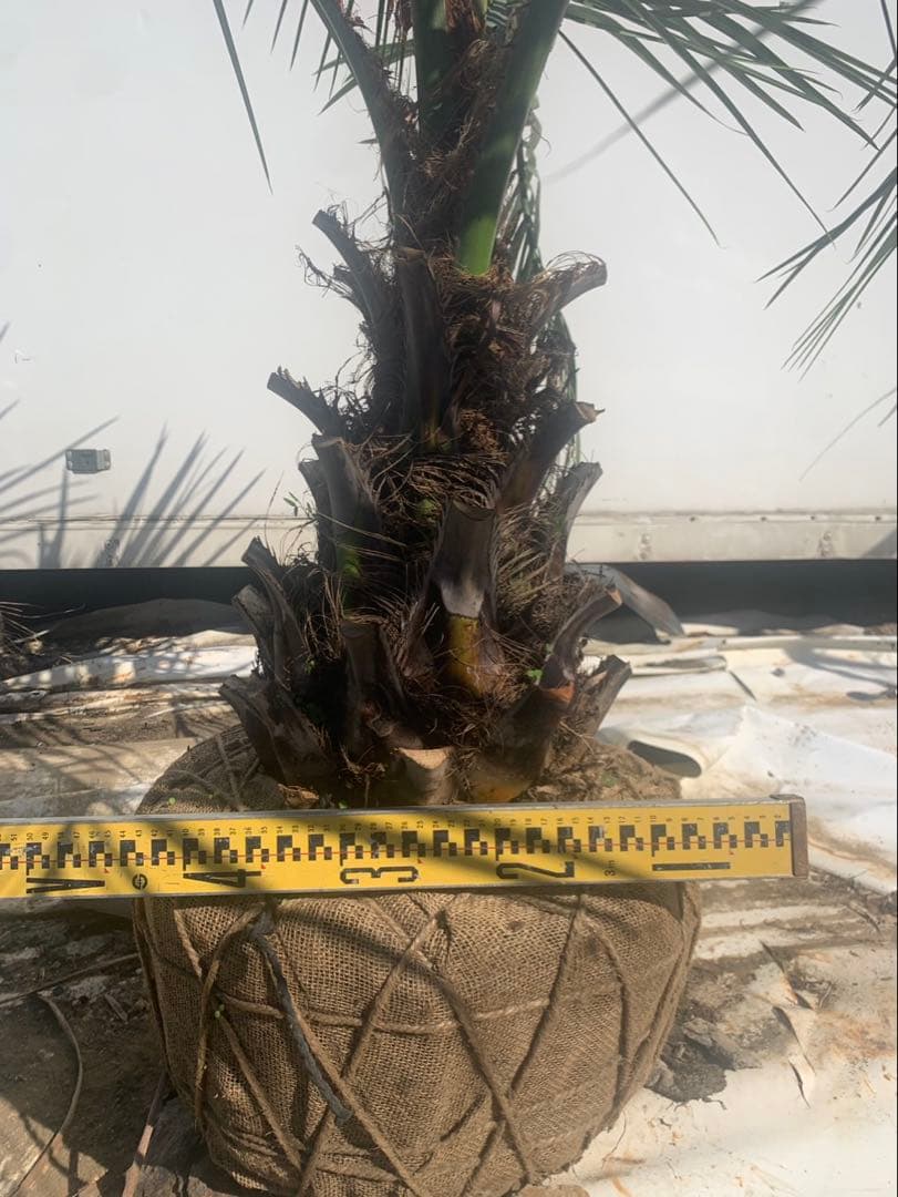 ココスヤシ　　　黒紐　　　引取限定