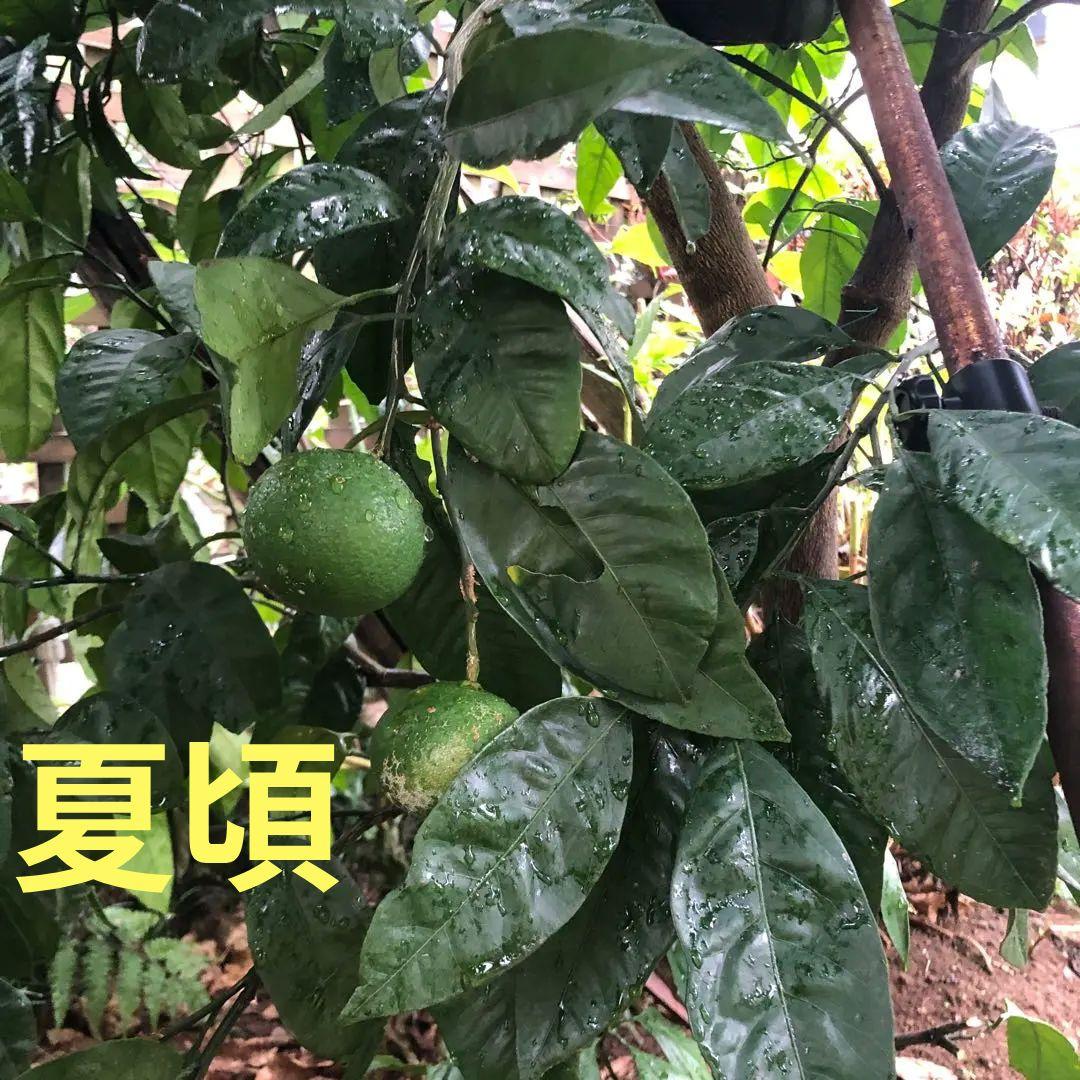 温州みかんの木　目隠し　植木　庭木　ガーデニング　蜜柑の木　果樹　☆早い者勝ち☆