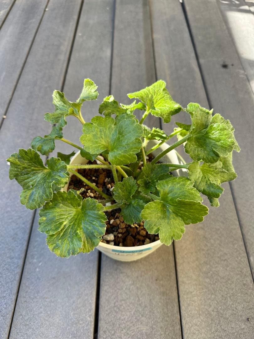 ラナンキュラス ラックス リーベラ 希少苗 タグ付き 7芽