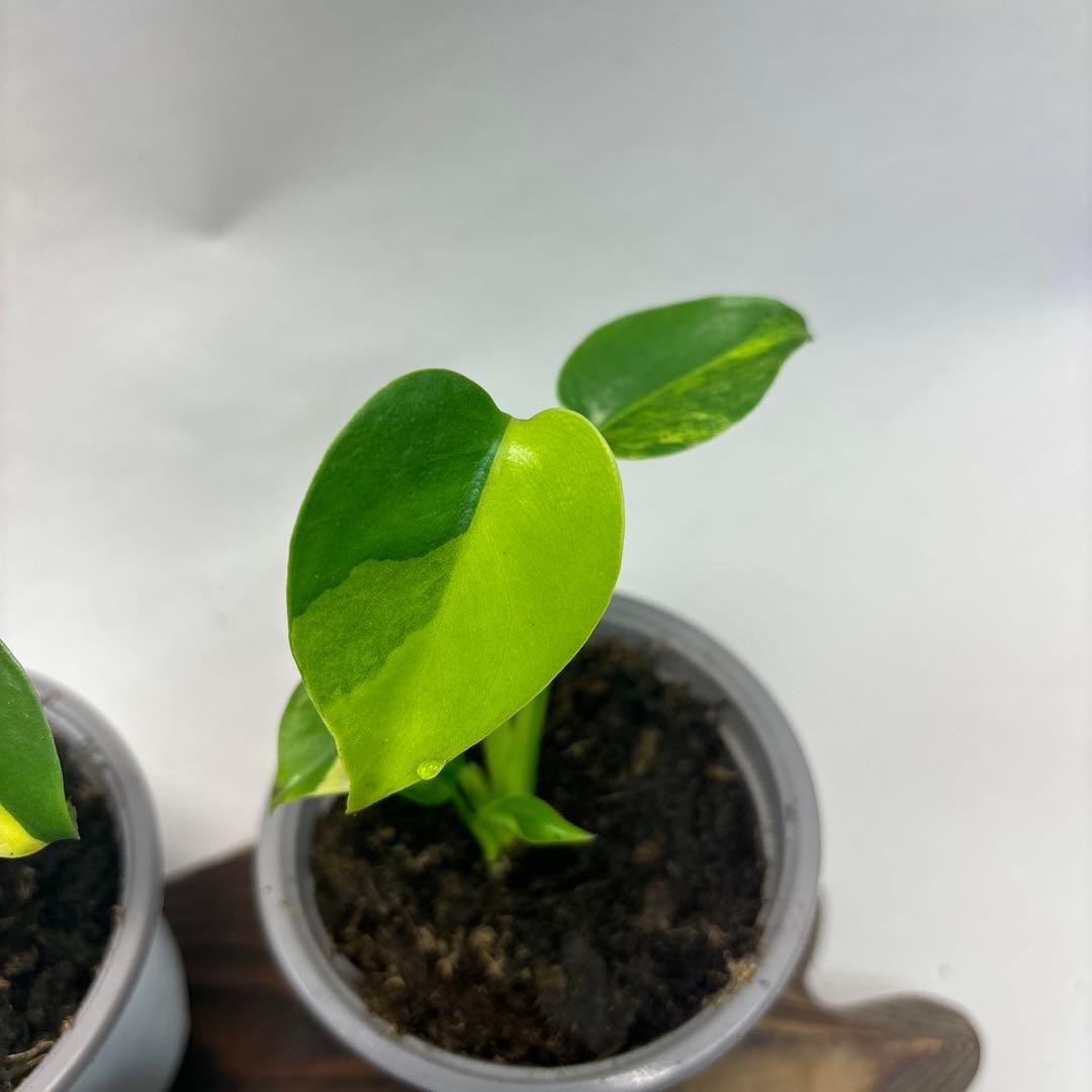 に*y様 5株セットms84【特別選抜 デリシオーサ イエローマリリンモンステラ