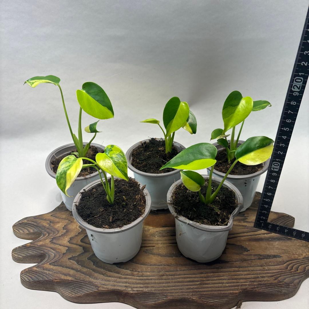 に*y様 5株セットms84【特別選抜 デリシオーサ イエローマリリンモンステラ