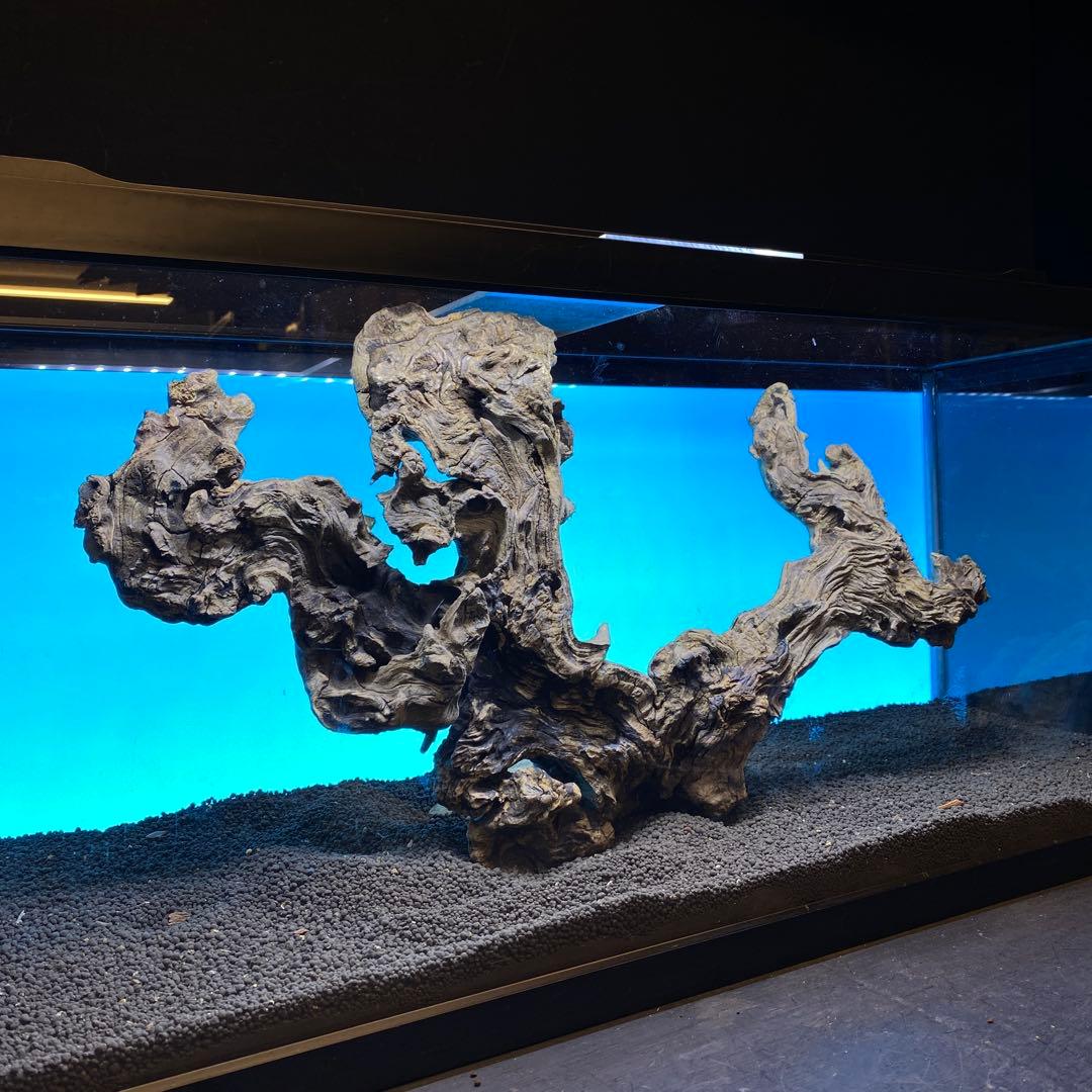 MJW-6619 「特大」ジンジャーウッド　90cm水槽用　天然流木一点物
