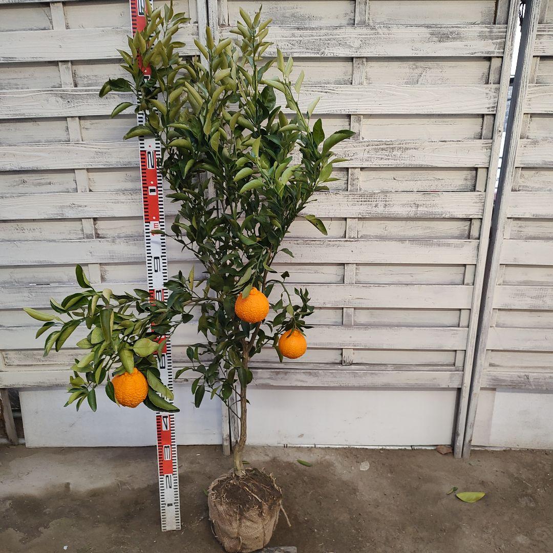 がんもさま専用出品 不知火 3年生 実つき！ 大苗