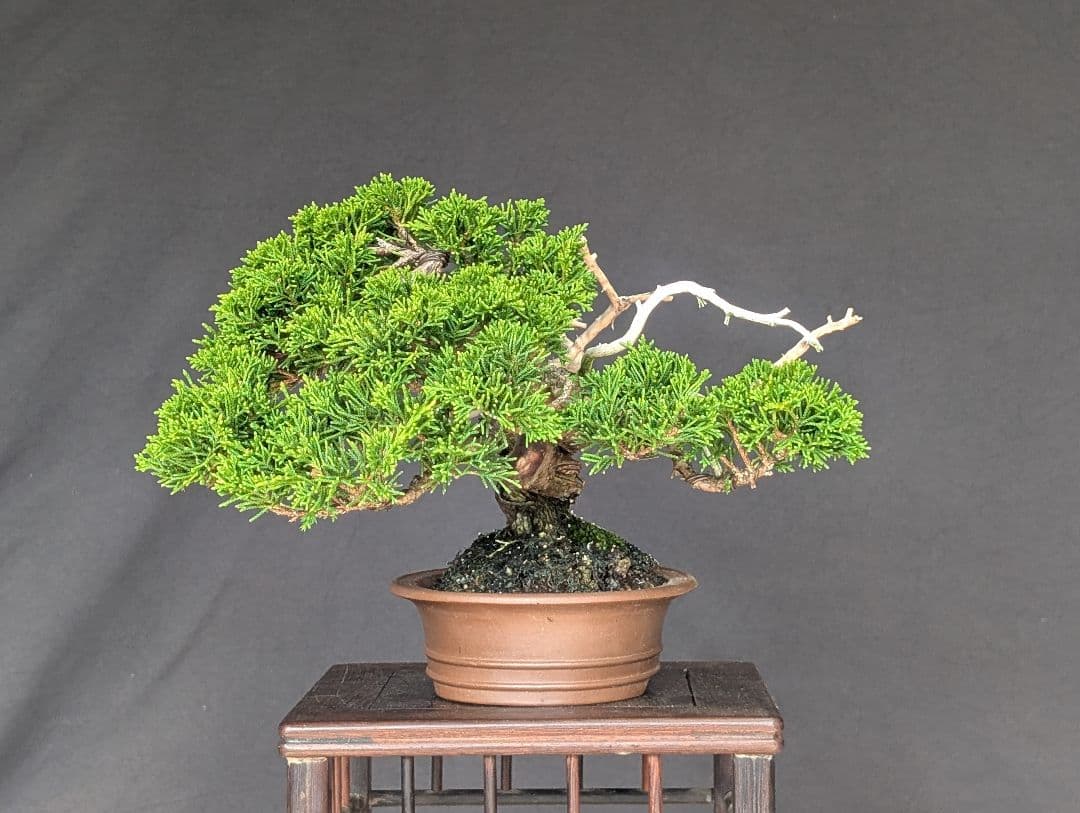 糸魚川真柏　 ミニ盆栽　 小品盆栽