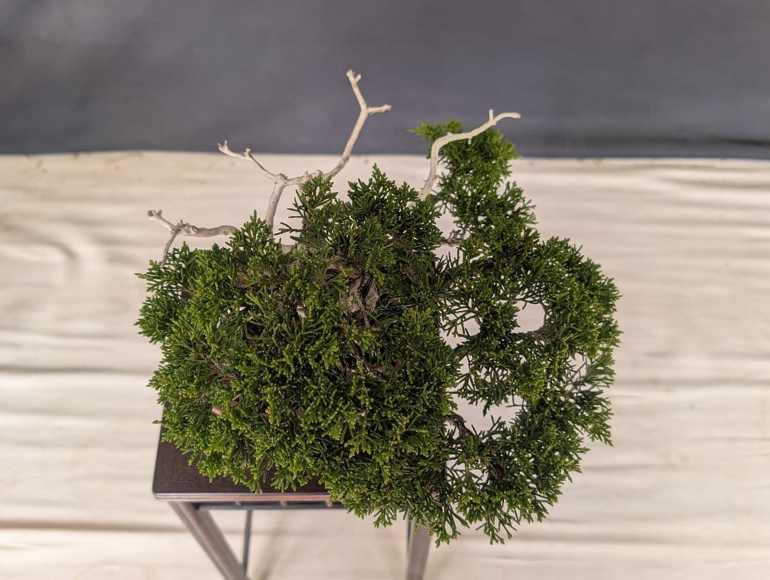 糸魚川真柏　 ミニ盆栽　 小品盆栽