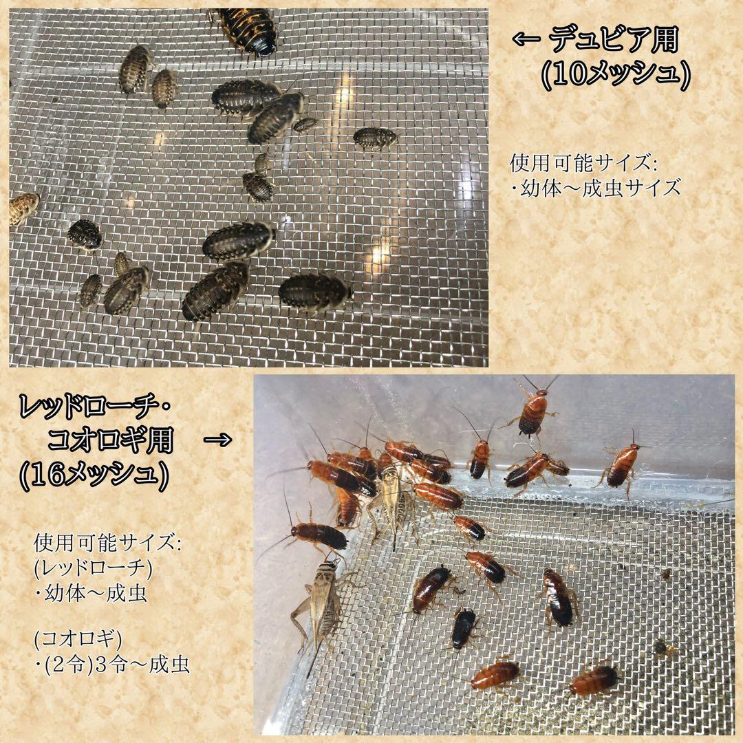 lenon様　S (エ、シェ) 、200g (デュ)