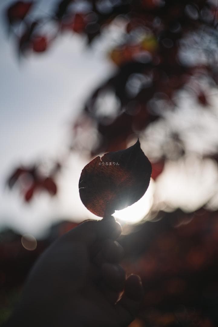 良品！希少トリウムズミクロン最後期！Summicron 50mm F2