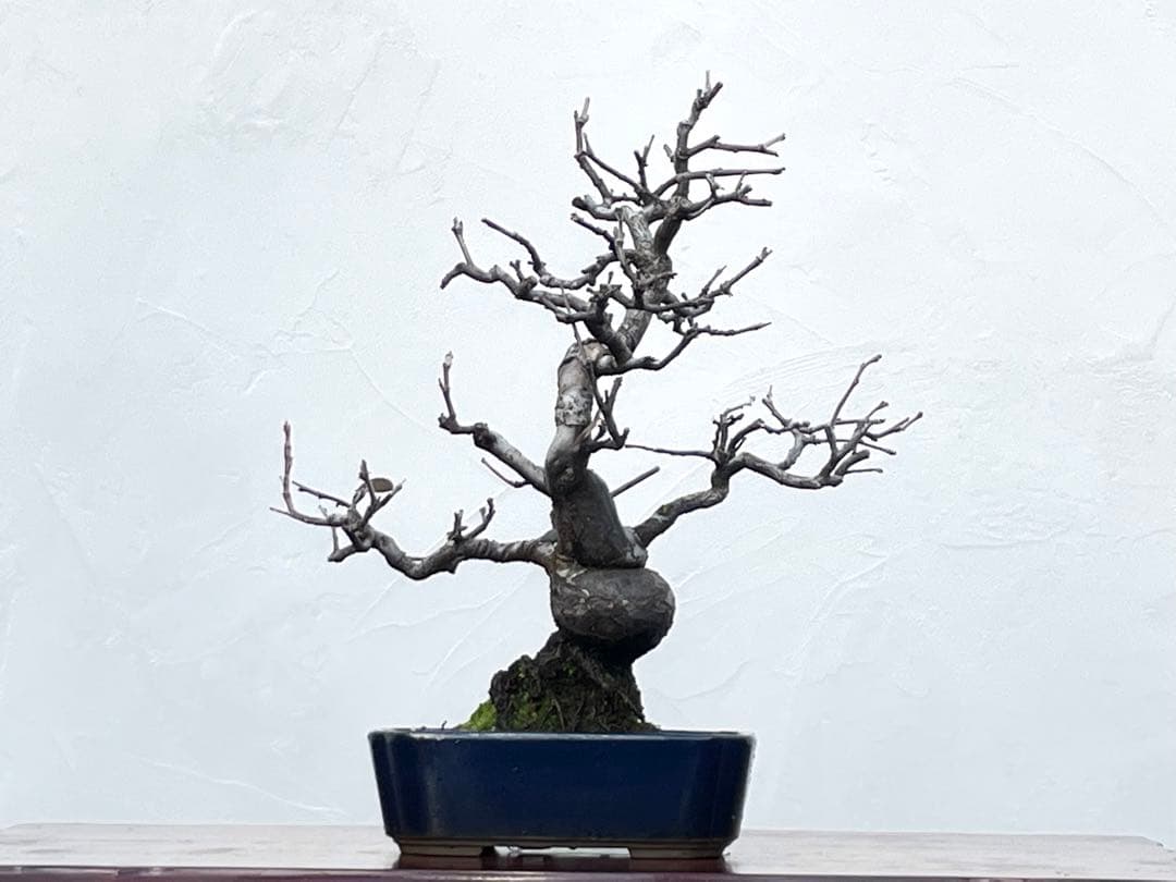 三河盆栽　カリン　盆栽