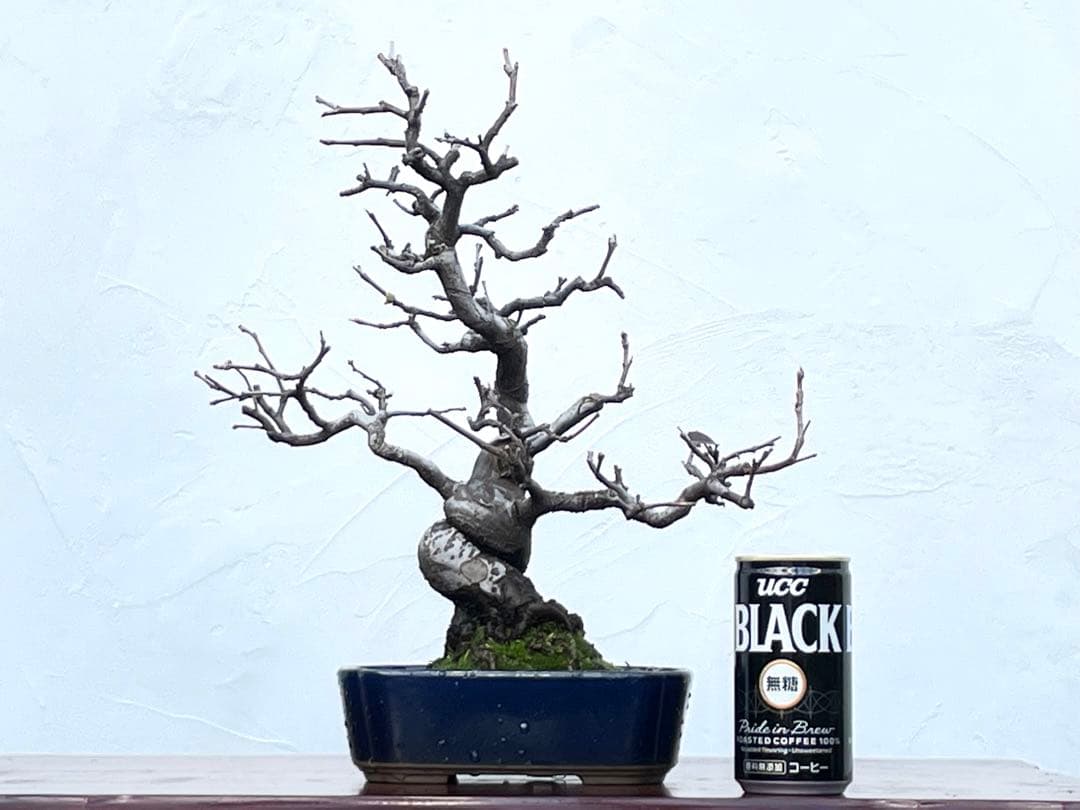 三河盆栽　カリン　盆栽