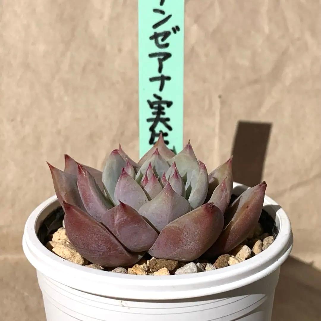 札付き おらいさん エケベリア リンゼアナ実生,抜き苗