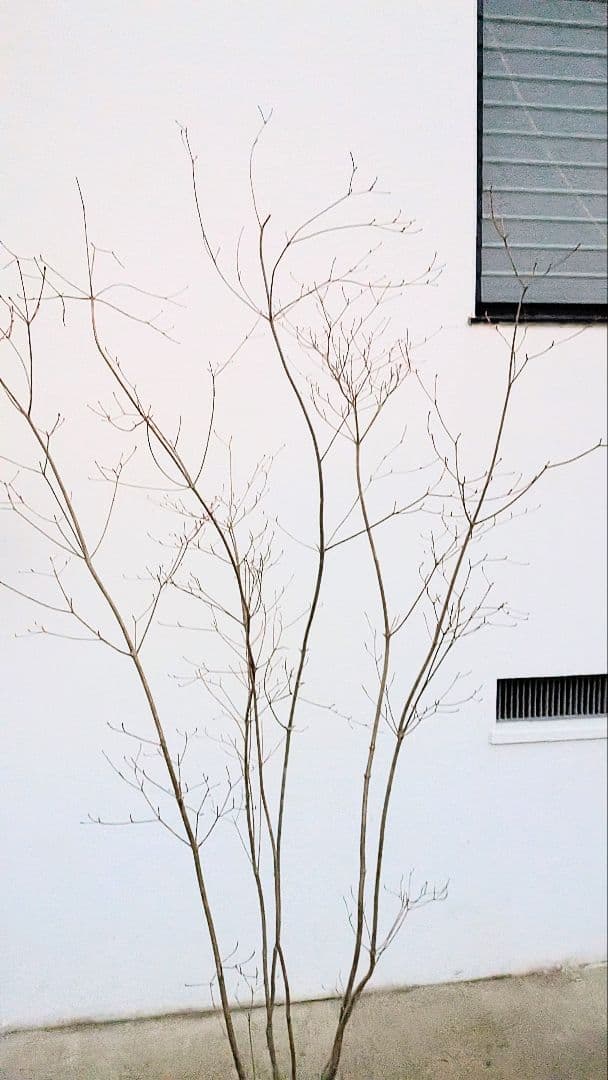 端正。山採りドウダンツツジ。