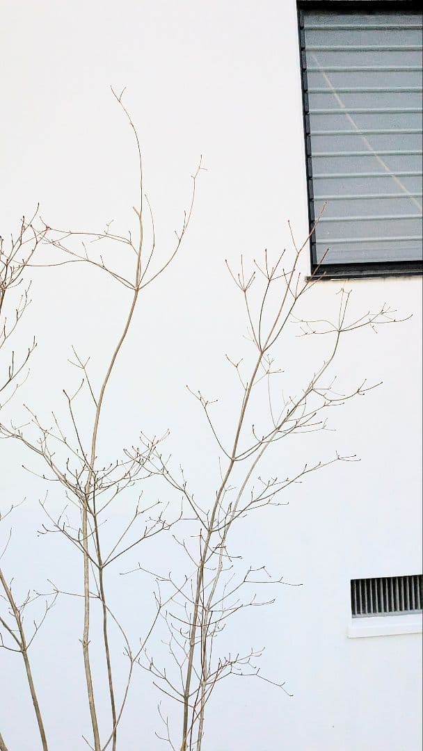 端正。山採りドウダンツツジ。