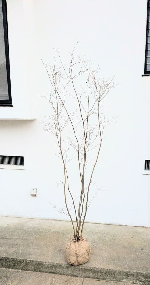 端正。山採りドウダンツツジ。