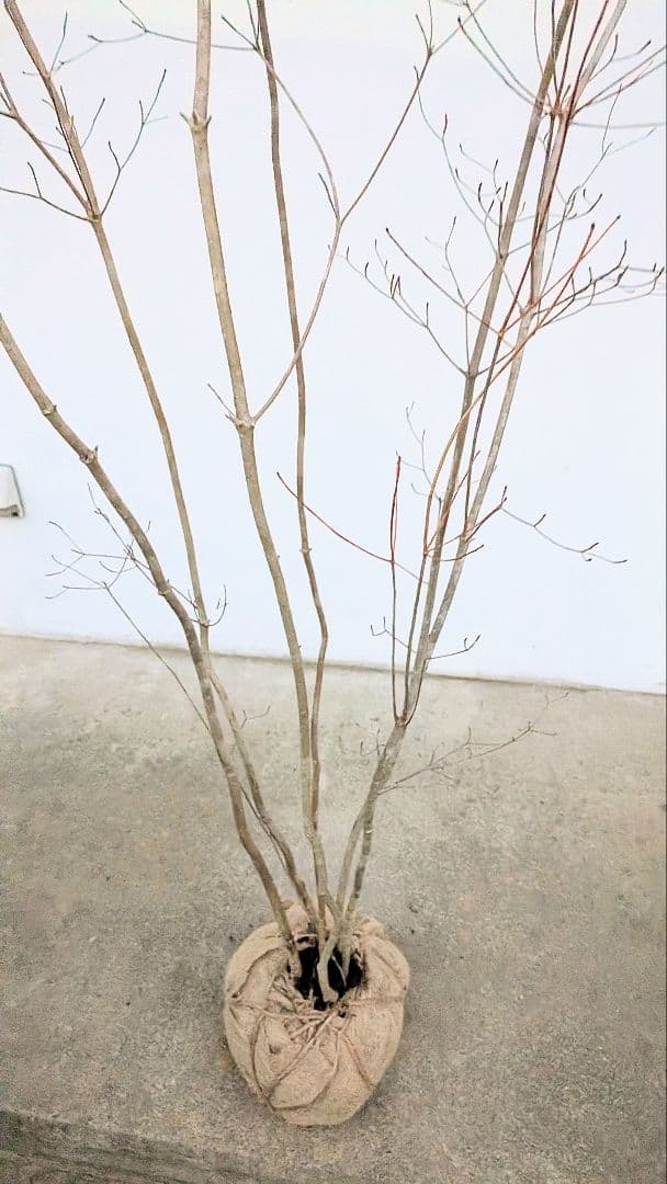 端正。山採りドウダンツツジ。