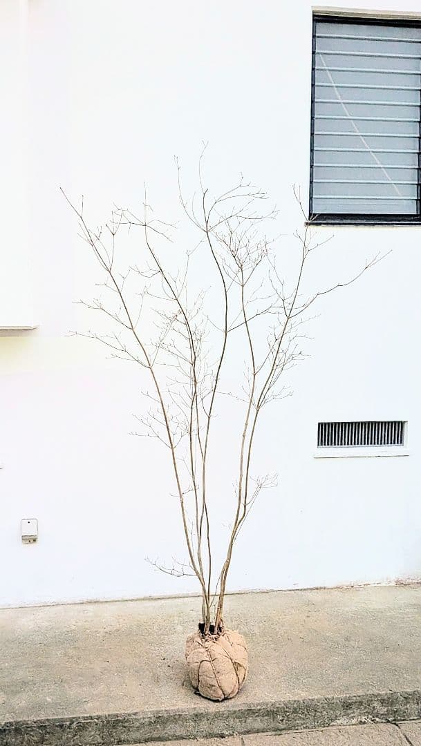 端正。山採りドウダンツツジ。