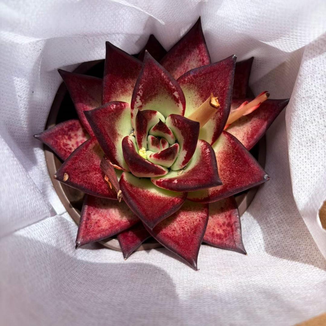 Top【選抜株】23735ザラーゴーサー　エーンジェル綴化 54個　鉢無し/脱土