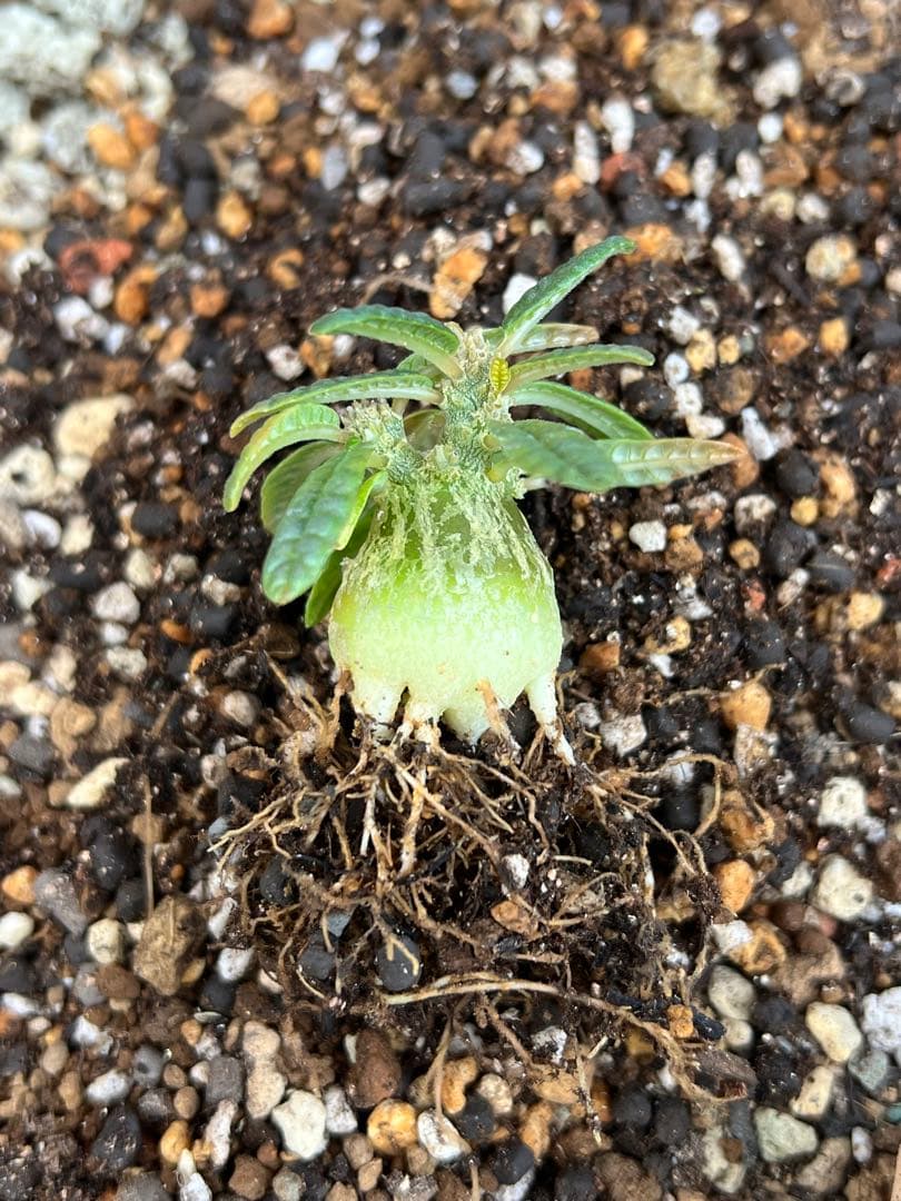 ドルステニアギガス　ブラータ　実生株