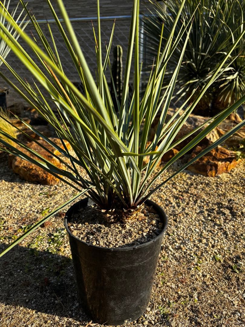 最終　ユッカ　リギダ　トリプルヘッド ロストラータ