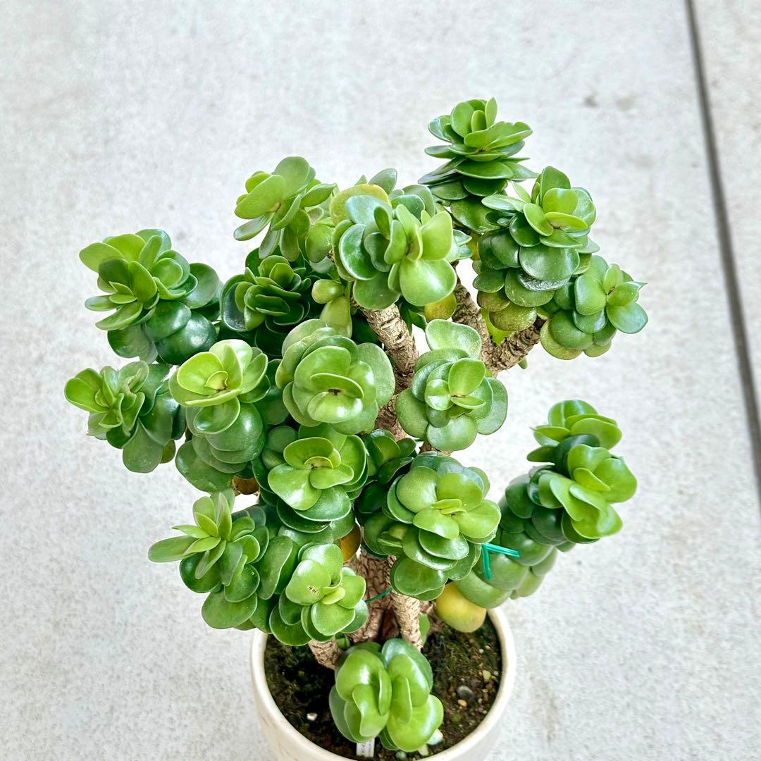 【レア@3480】モロキニエンシス (大群生)