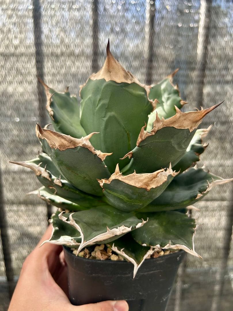 現物 アガベチタノタ ホワイトファイヤー 白火焔