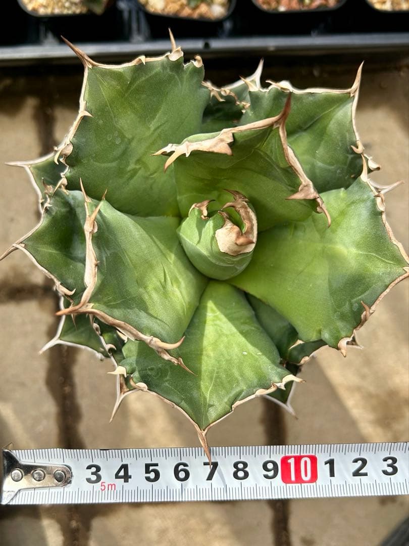 現物 アガベチタノタ ホワイトファイヤー 白火焔