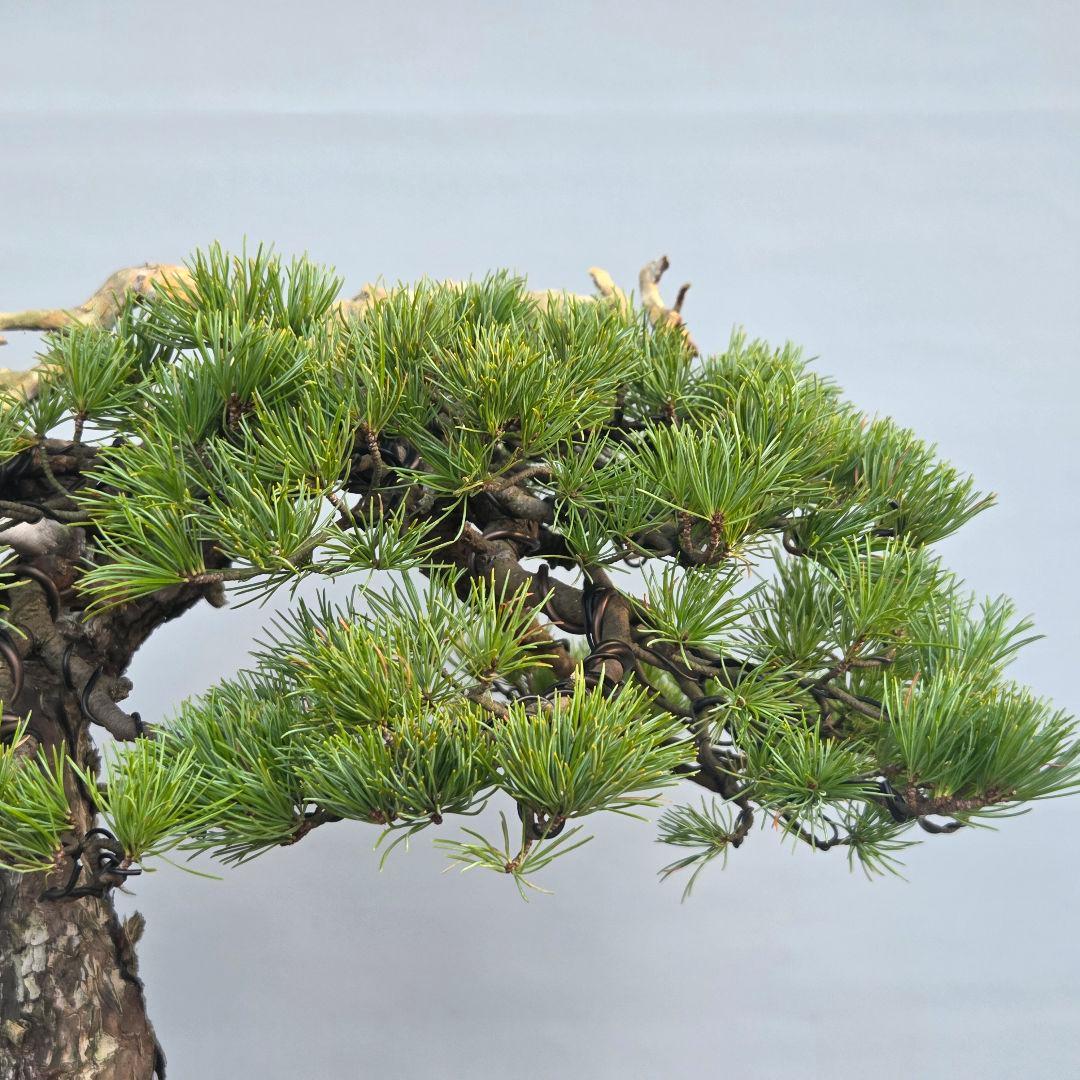 五葉松　[舎利幹斜幹木]　大品盆栽