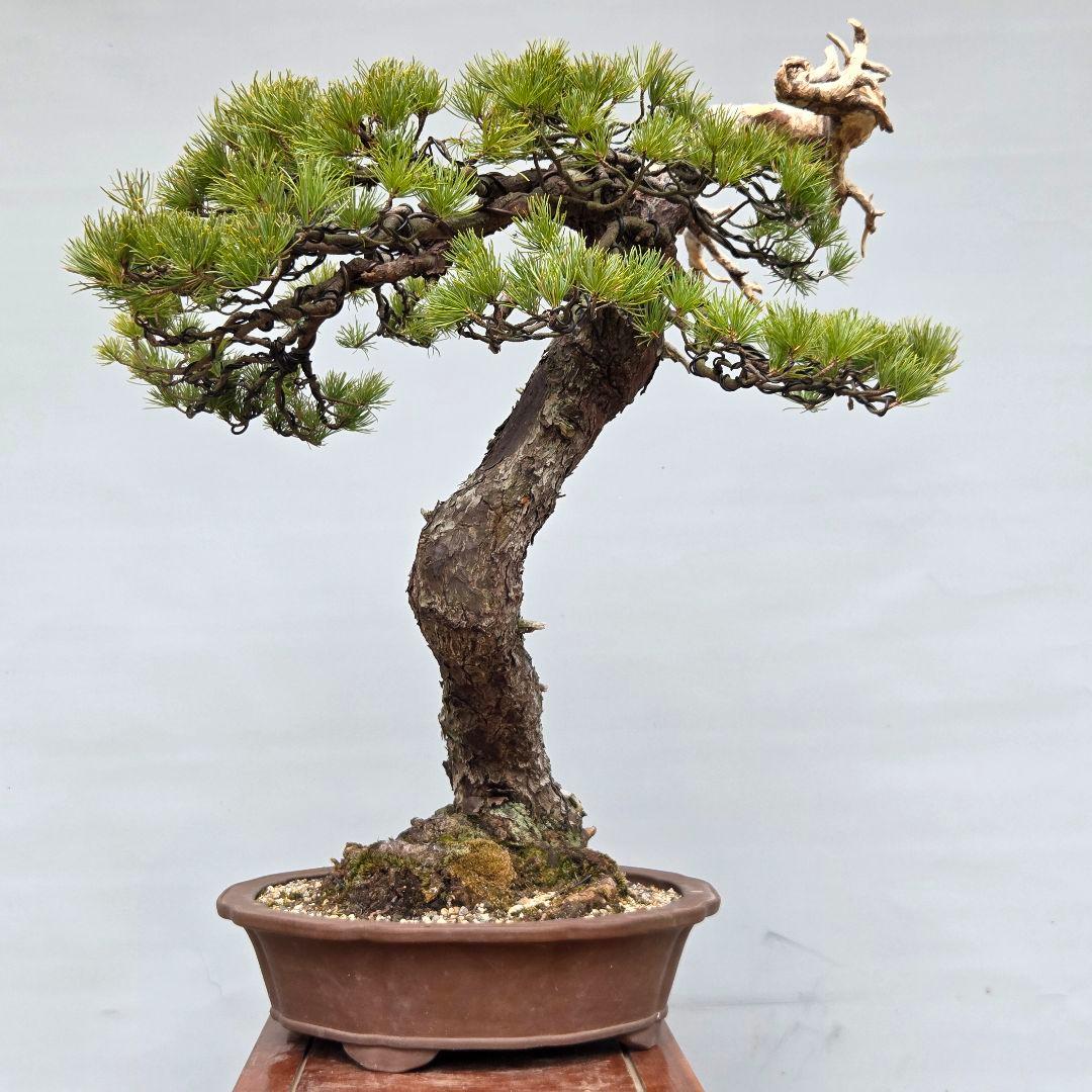 五葉松　[舎利幹斜幹木]　大品盆栽